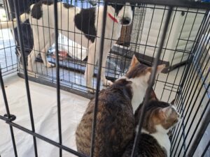 Γιορτή υιοθεσίας ΠΕ.ΦΙ.ΠΟ. ! Στηρίζουμε και αγαπάμε τους φίλους που είναι πάντα δίπλα μας!!