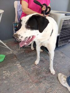 Γιορτή υιοθεσίας ΠΕ.ΦΙ.ΠΟ. ! Στηρίζουμε και αγαπάμε τους φίλους που είναι πάντα δίπλα μας!!