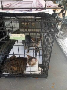 Γιορτή υιοθεσίας ΠΕ.ΦΙ.ΠΟ. ! Στηρίζουμε και αγαπάμε τους φίλους που είναι πάντα δίπλα μας!!