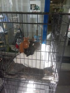 Γιορτή υιοθεσίας ΠΕ.ΦΙ.ΠΟ. ! Στηρίζουμε και αγαπάμε τους φίλους που είναι πάντα δίπλα μας!!