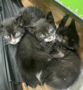 SOS - Περισυλλογή και προσωρινή φιλοξενία από εθελοντή 3 μωρών από το Leroy Merlin