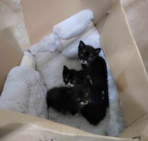 SOS - Περισυλλογή και προσωρινή φιλοξενία από εθελοντή 3 μωρών από το Leroy Merlin