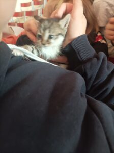 Η Ημέρα των Αδέσποτων βρήκε τον ΠΕ.ΦΙ.ΠΟ. σε Μαρουσιώτικα Γυμνάσια και Λύκεια της πόλης μας